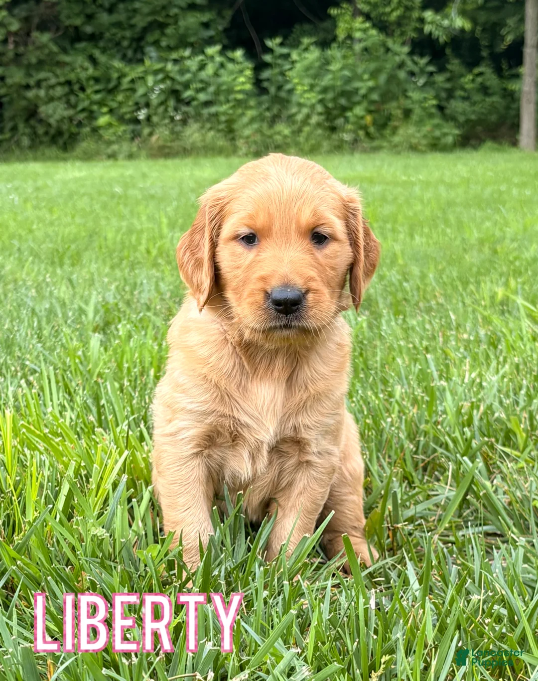 Golden Retriever dogs for sale: Liberty - Ad 1