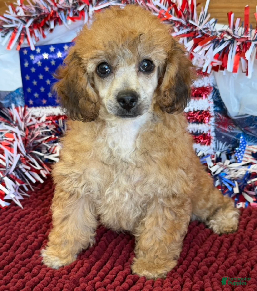 Toy Poodle dogs for sale: Trudy - Ad 2