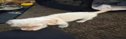 Mixed Breed dogs for sale: Mixed Breed 1 - Ad 4