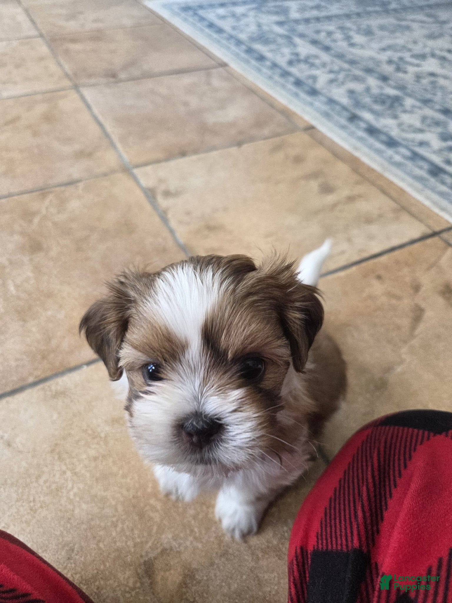 Shihpoo dogs Shihpoo Puppy 1 - Ad 2