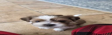 Shihpoo Puppy 1