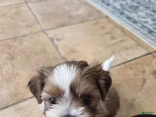 Shihpoo dogs Shihpoo Puppy 1 - Ad 12