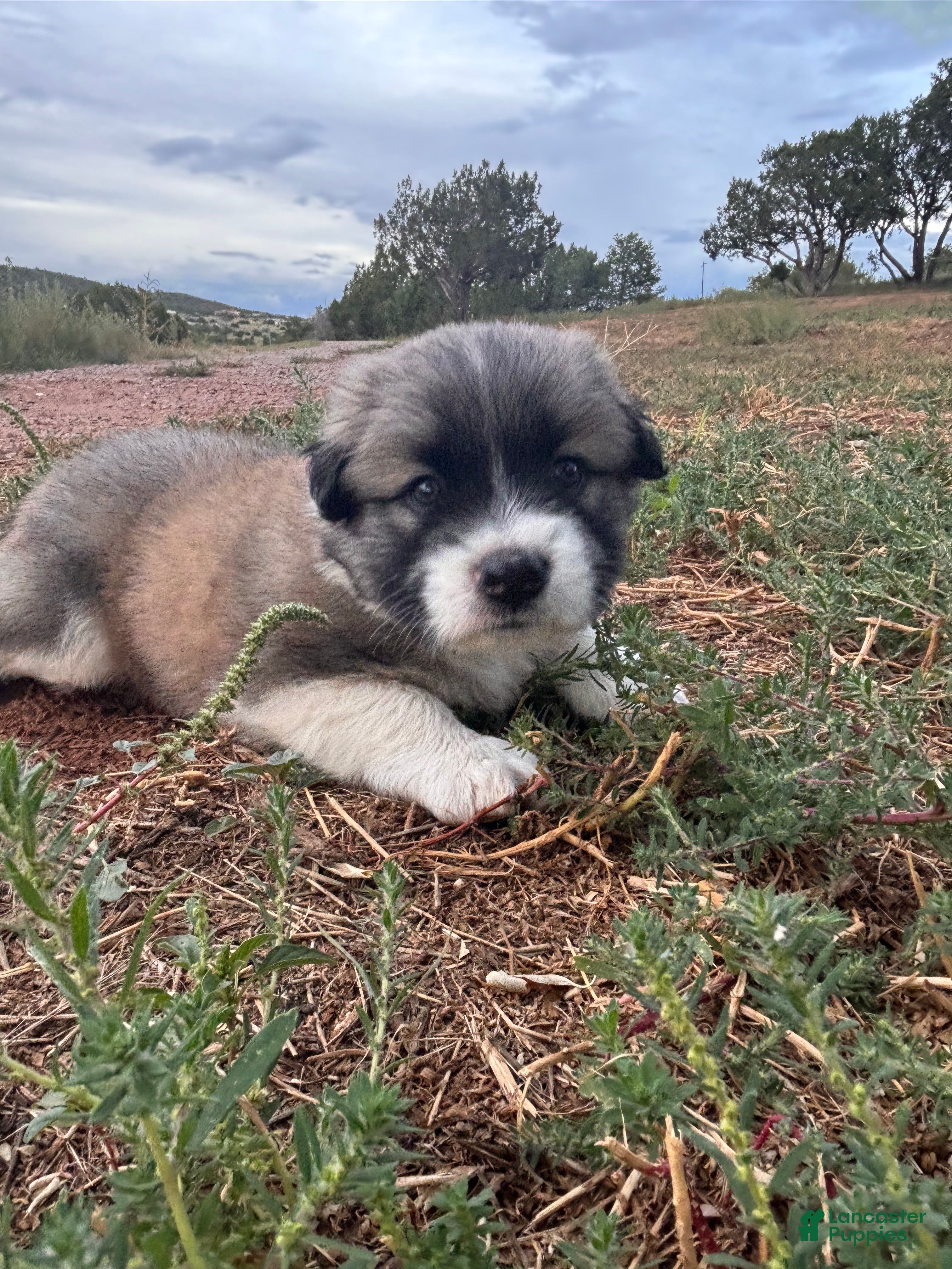 Mixed Breed dogs Mercy - Ad 25