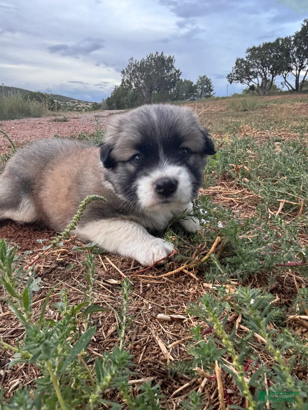 Mixed Breed dogs for sale: Mercy - Ad 1