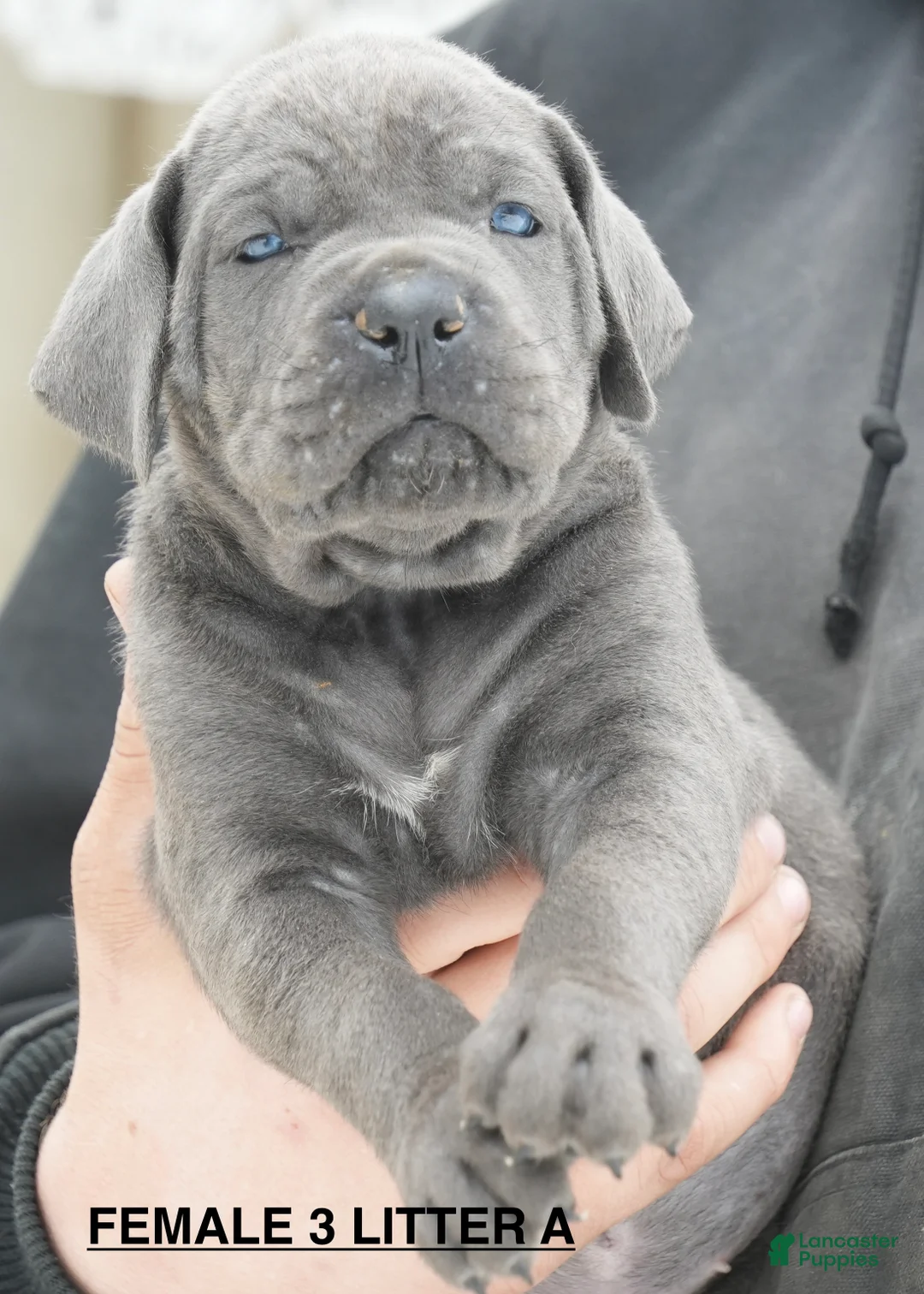 Cane Corso dogs for sale: Female 3 Litter A - Ad 1