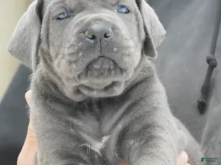 Cane Corso dogs Female 3 Litter A - Ad 32