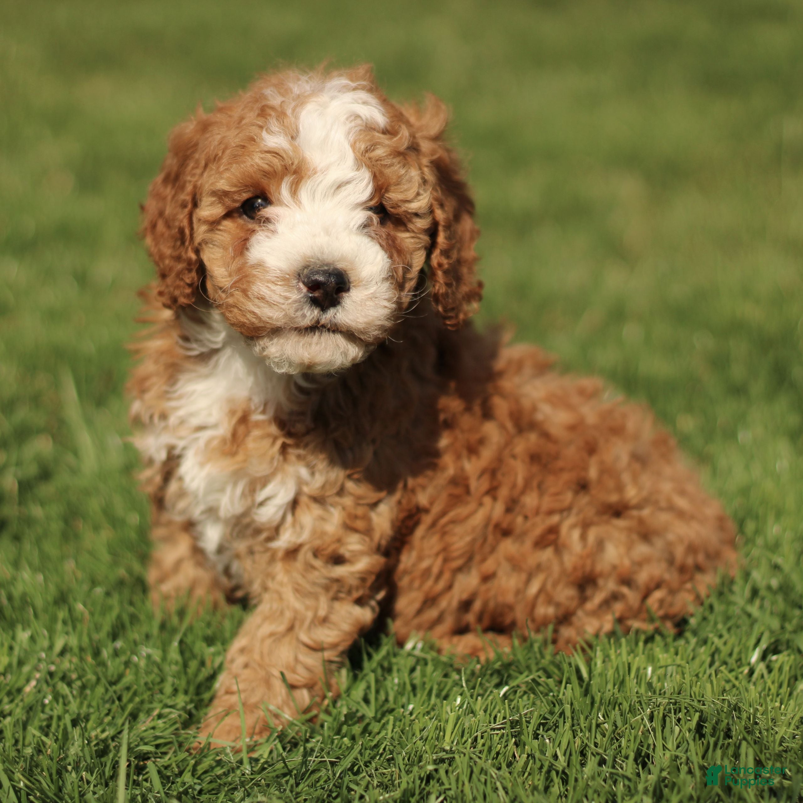 Cavapoo dogs Shadow  - Ad 1