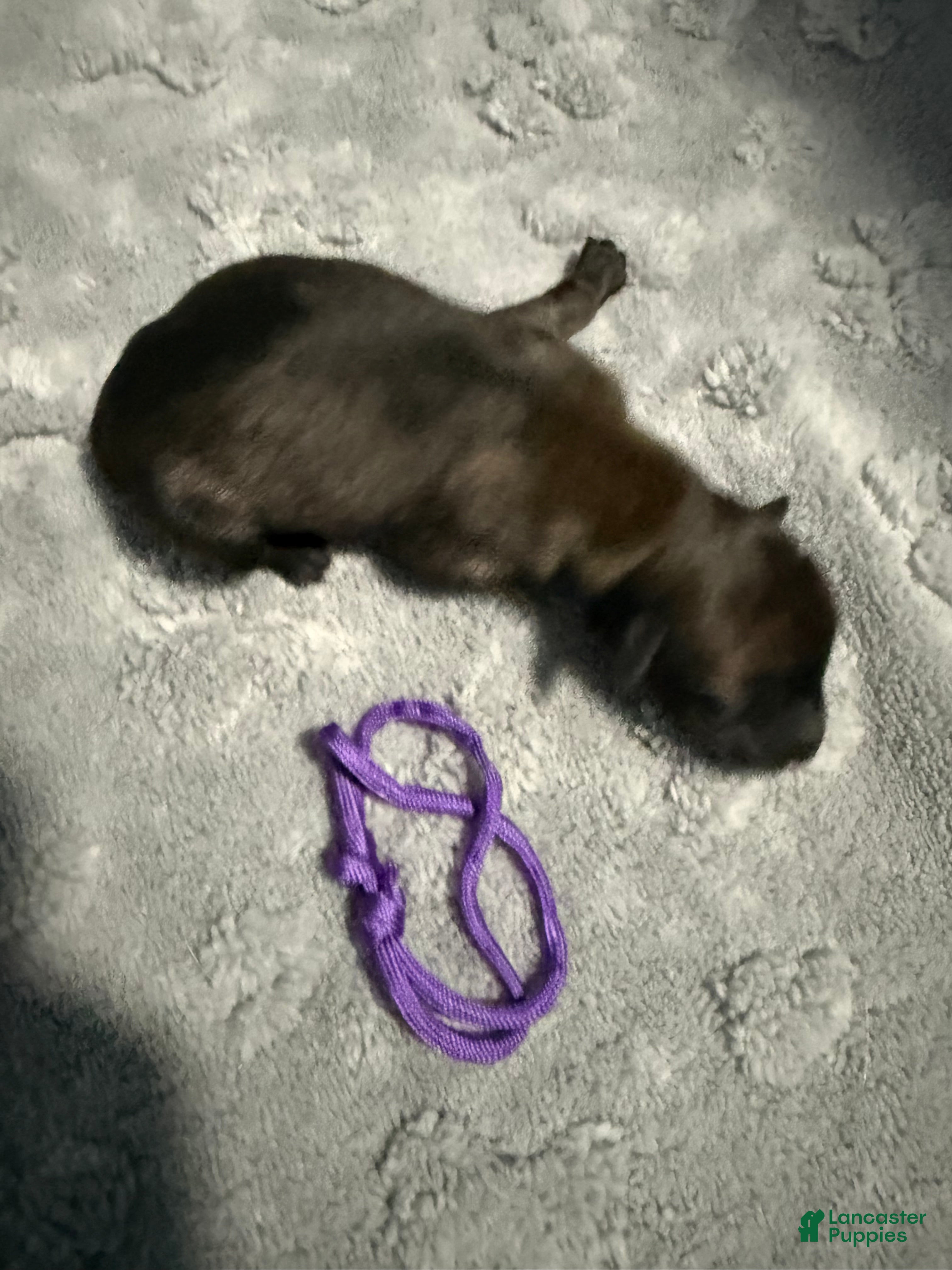 Belgian Malinois dogs for sale: Purple Collar - Ad 1