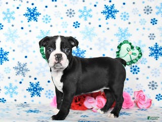 Boston Terrier dogs Cowboy - Ad 1