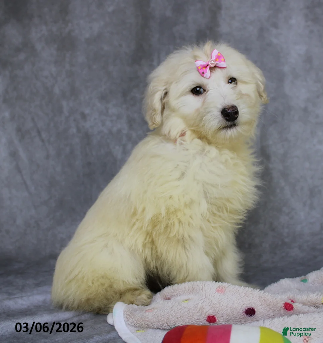 Mini Aussiedoodle dogs for sale: Carli - Ad 4