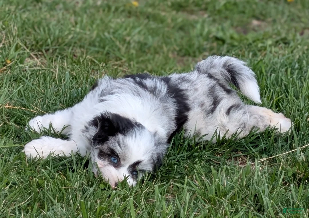 Aussiedoodle dogs for sale: Aussiedoodle Puppy 1 - Ad 2
