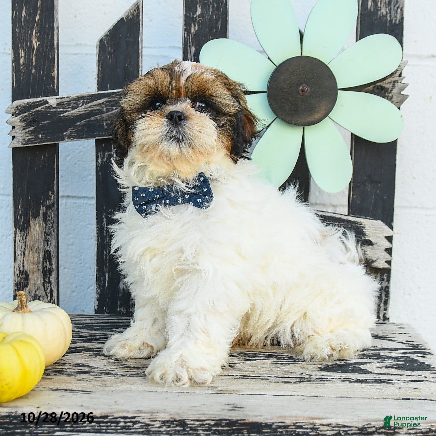 Shih Tzu dogs for sale: Miles - Ad 1
