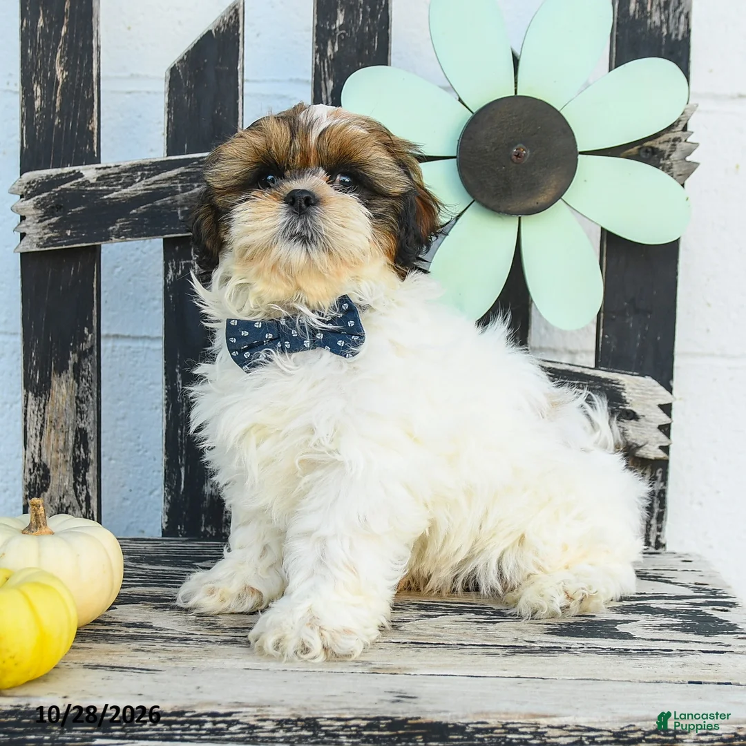 Shih Tzu dogs for sale: Miles - Ad 1