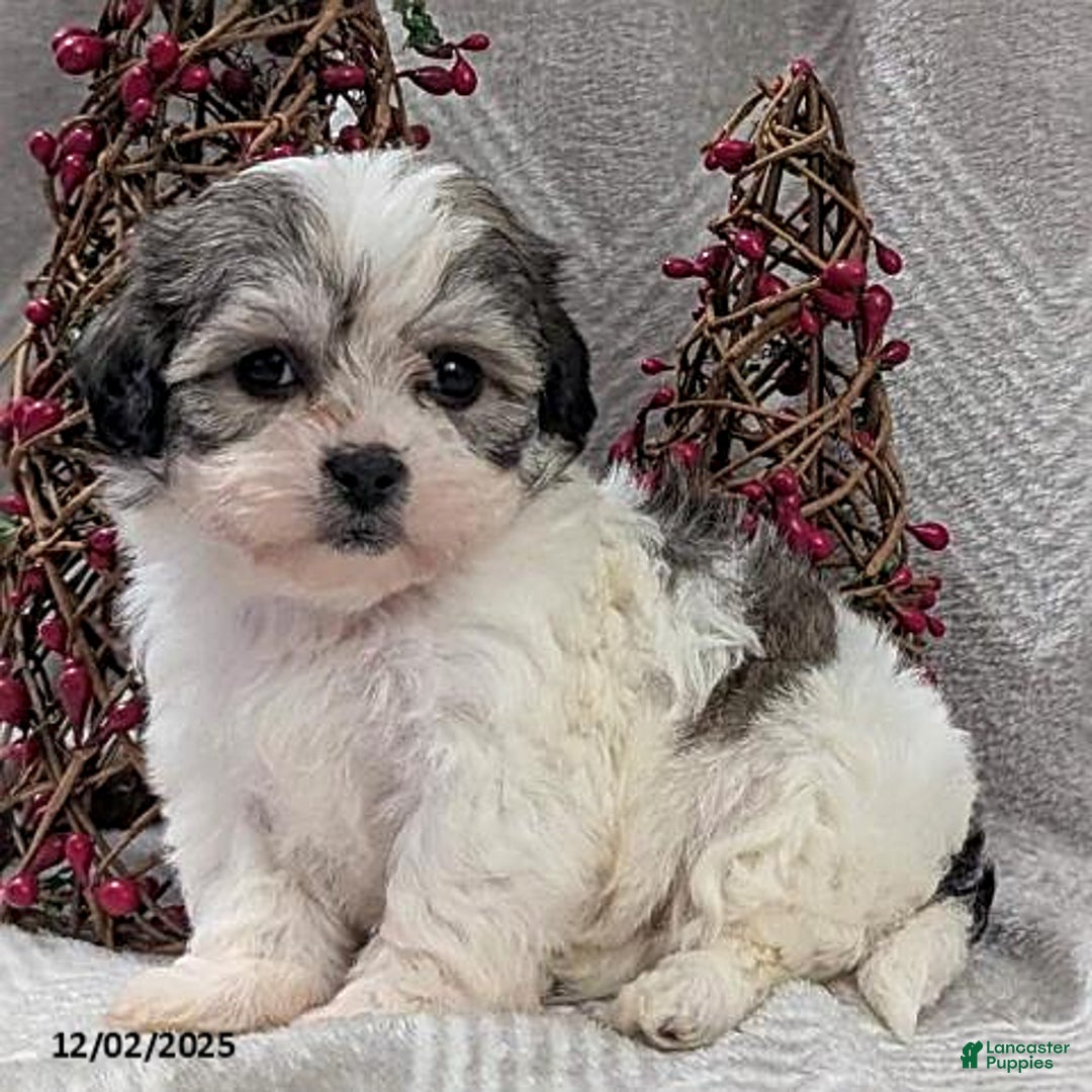 Teddy Bear dogs for sale: Izzy - Ad 3