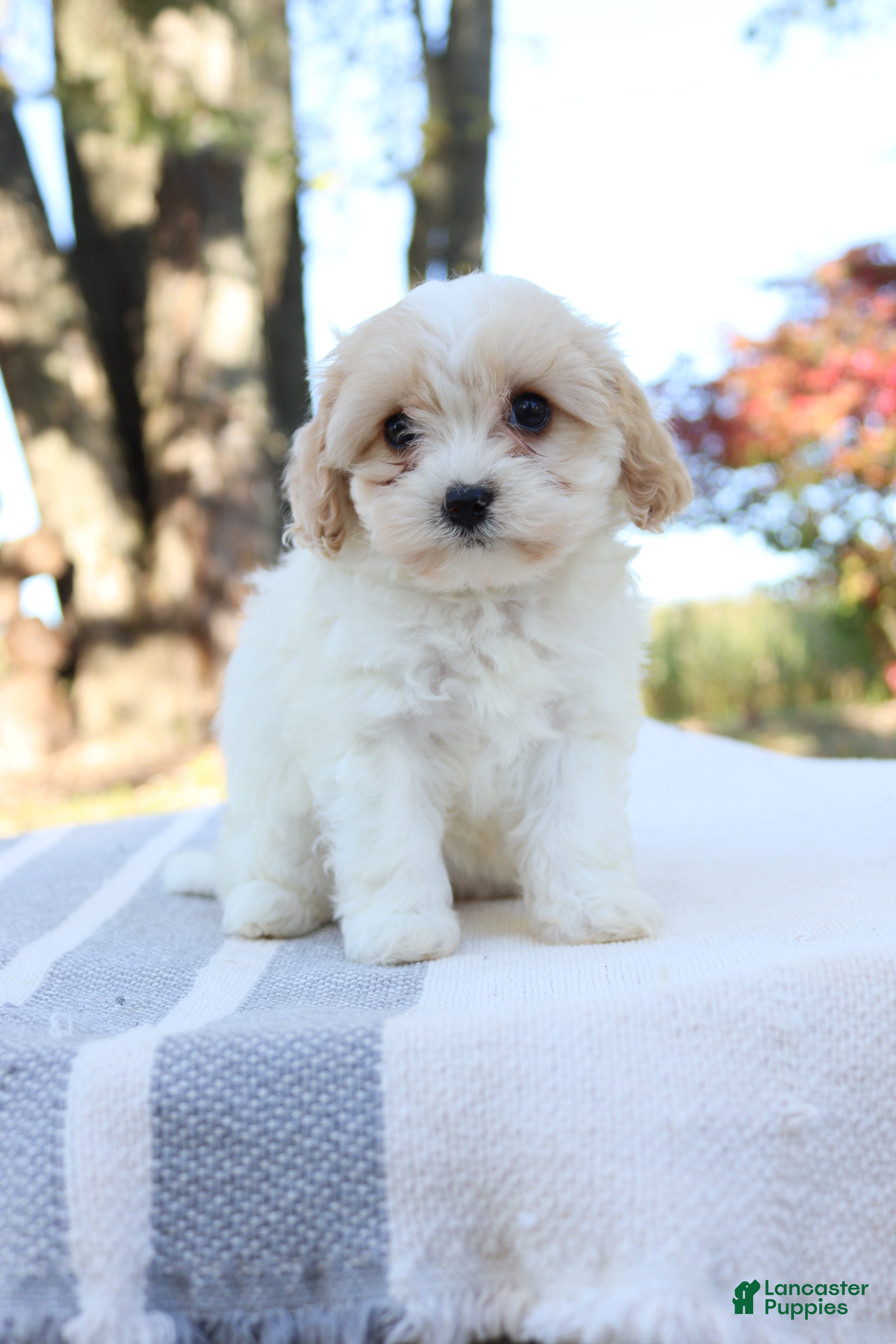 Cavapoo dogs for sale: Autuma  - Ad 1