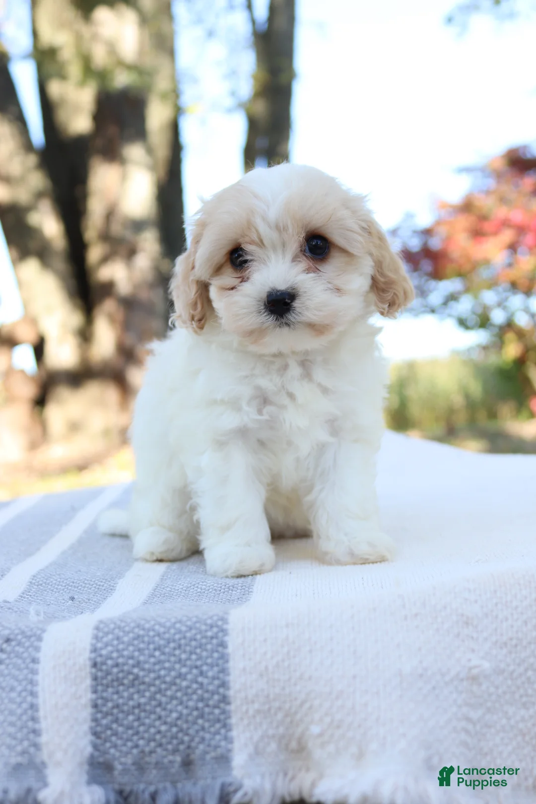 Cavapoo dogs for sale: Autuma  - Ad 1