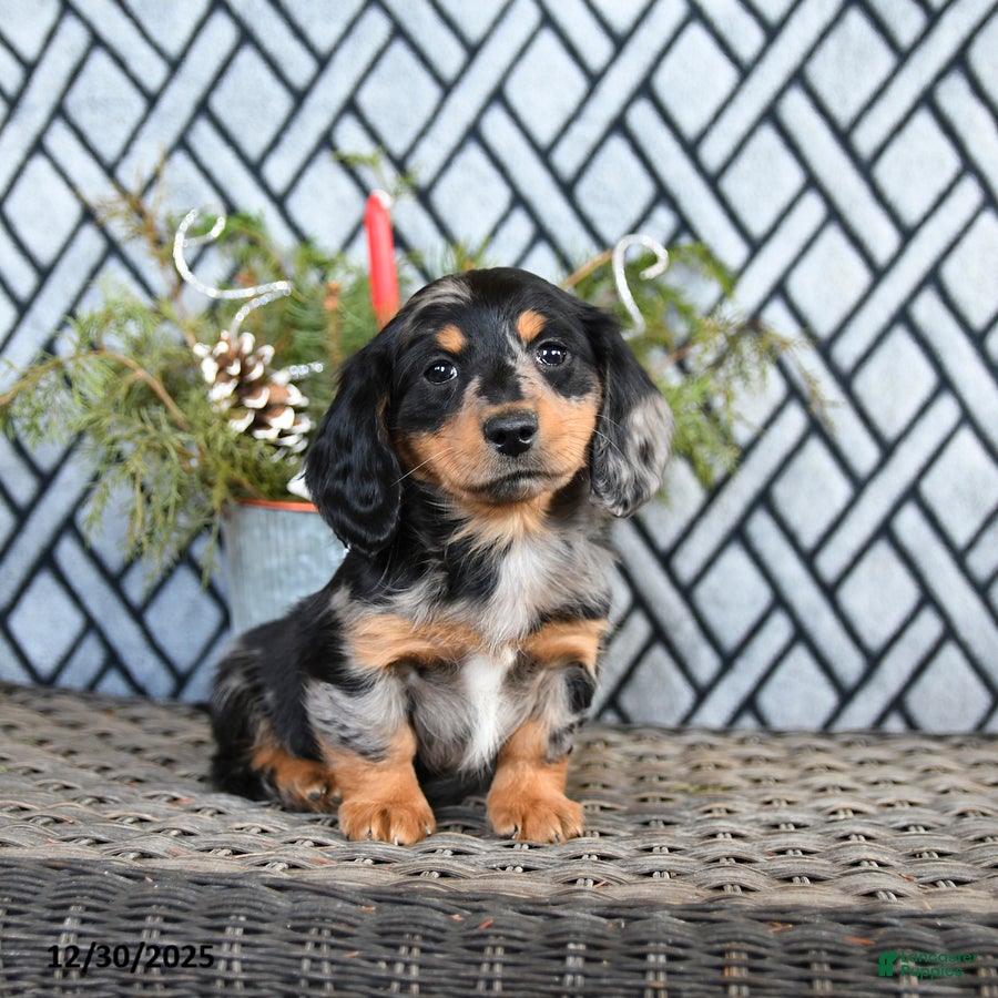 Miniature Dachshund dogs Trent - Ad 41