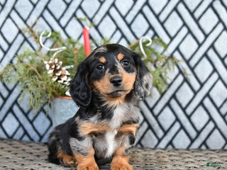 Miniature Dachshund dogs Trent - Ad 41