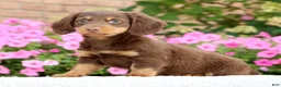 Miniature Dachshund dogs for sale: Daisy - Ad 4