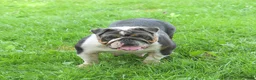 English Bulldog dogs for sale: Bonnie - Ad 6
