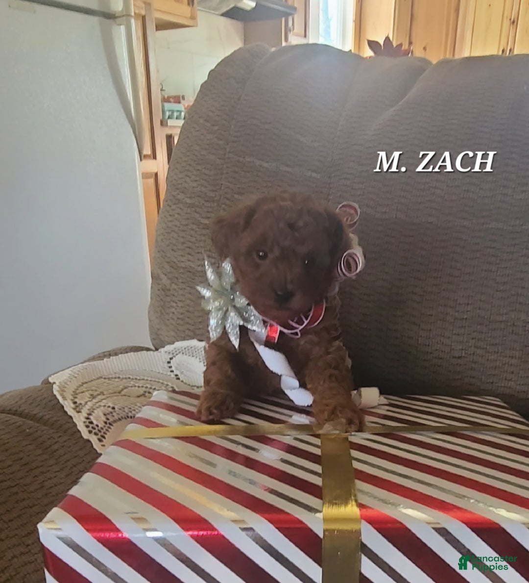 Miniature Poodle dogs for sale: Miniature Poodle Zach - Ad 1