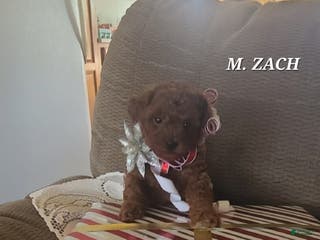 Miniature Poodle dogs Miniature Poodle Zach - Ad 24