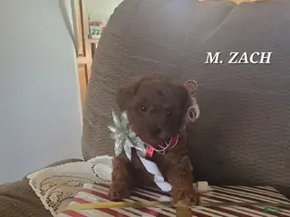 Miniature Poodle dogs Miniature Poodle Zach - Ad 27