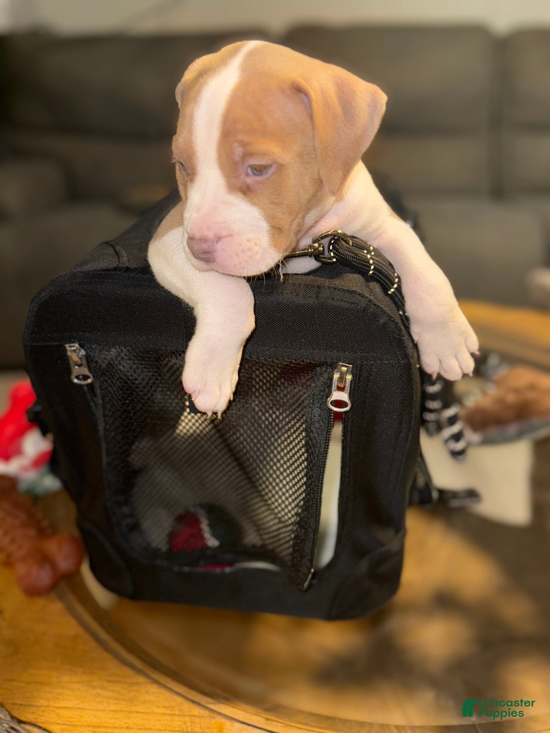 American Bully dogs for sale: Biggie - Ad 2