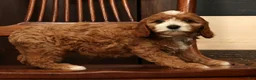 Cavapoo dogs for sale: Fifi - Ad 9