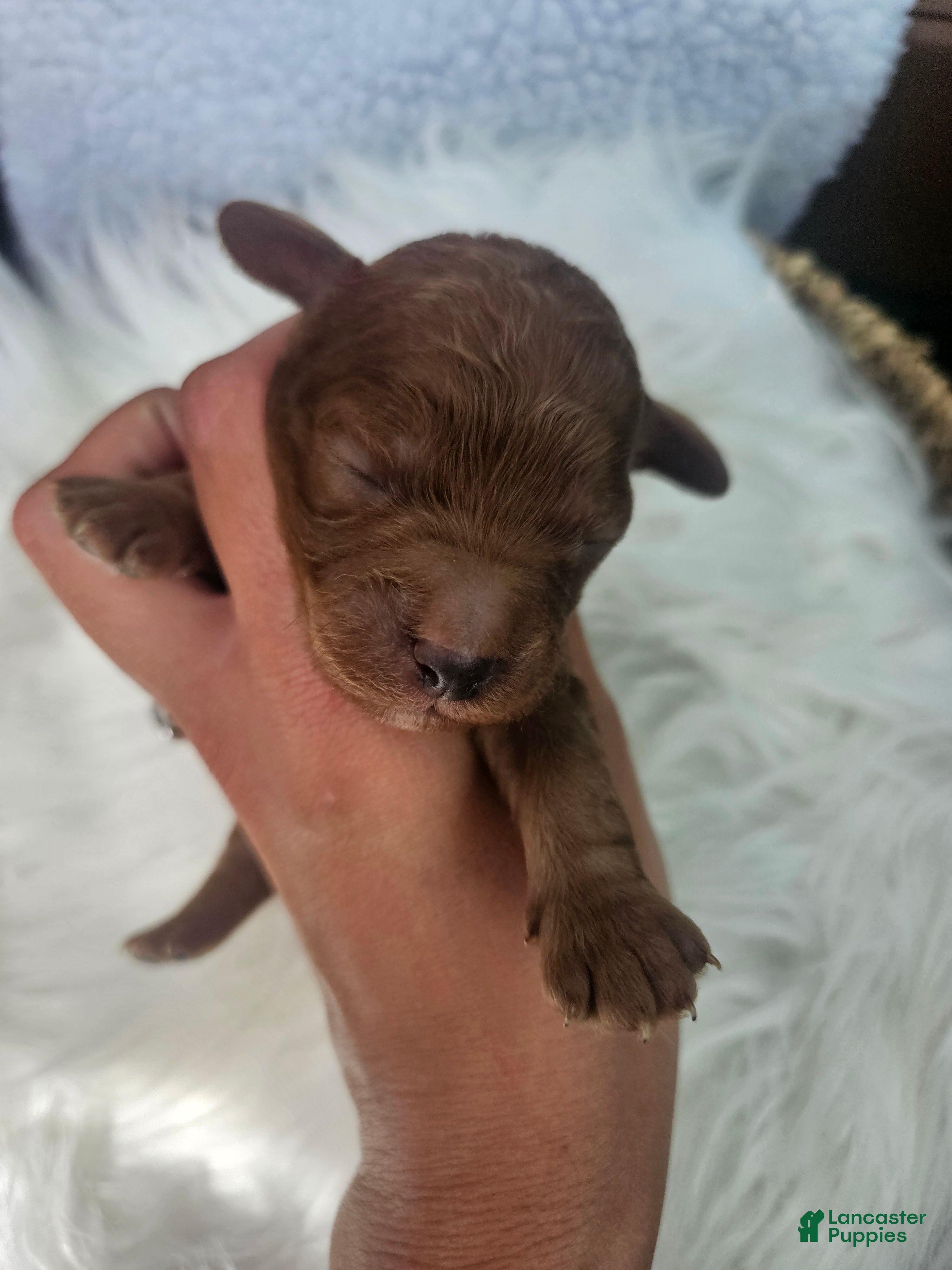 Cavapoo dogs Stormy - Ad 34