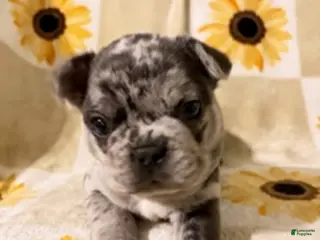 Mixed Breed dogs Pepper - Ad 34