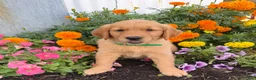 Golden Retriever dogs for sale: Hazel - Ad 5