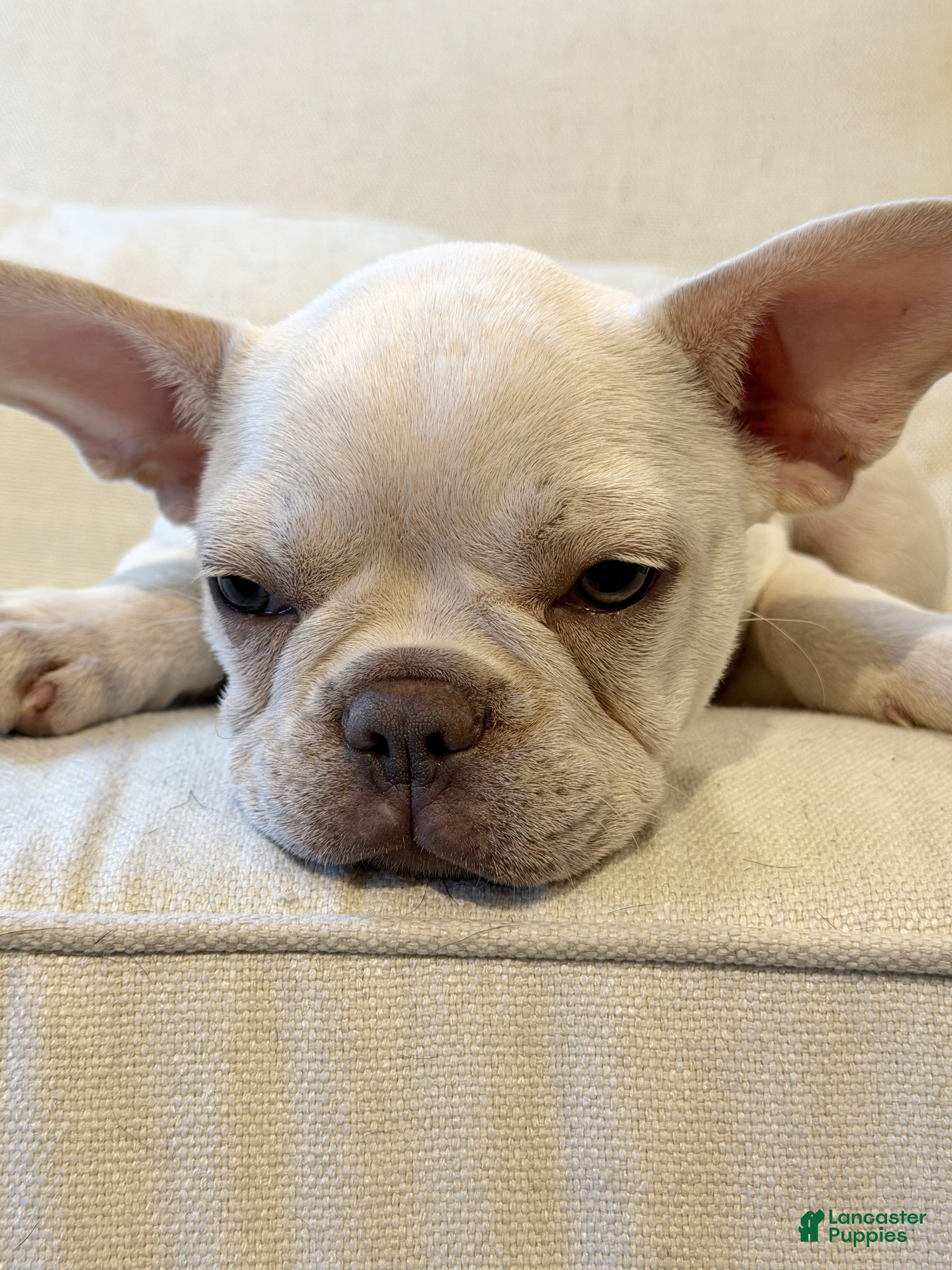 French Bulldog dogs French Bulldog 1 - Ad 1