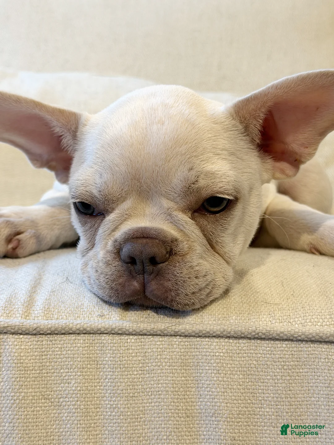 French Bulldog dogs for sale: French Bulldog 1 - Ad 1