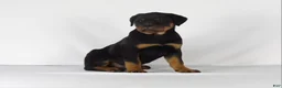 Rottweiler dogs for sale: Rottweiler Puppy 4 - Ad 5