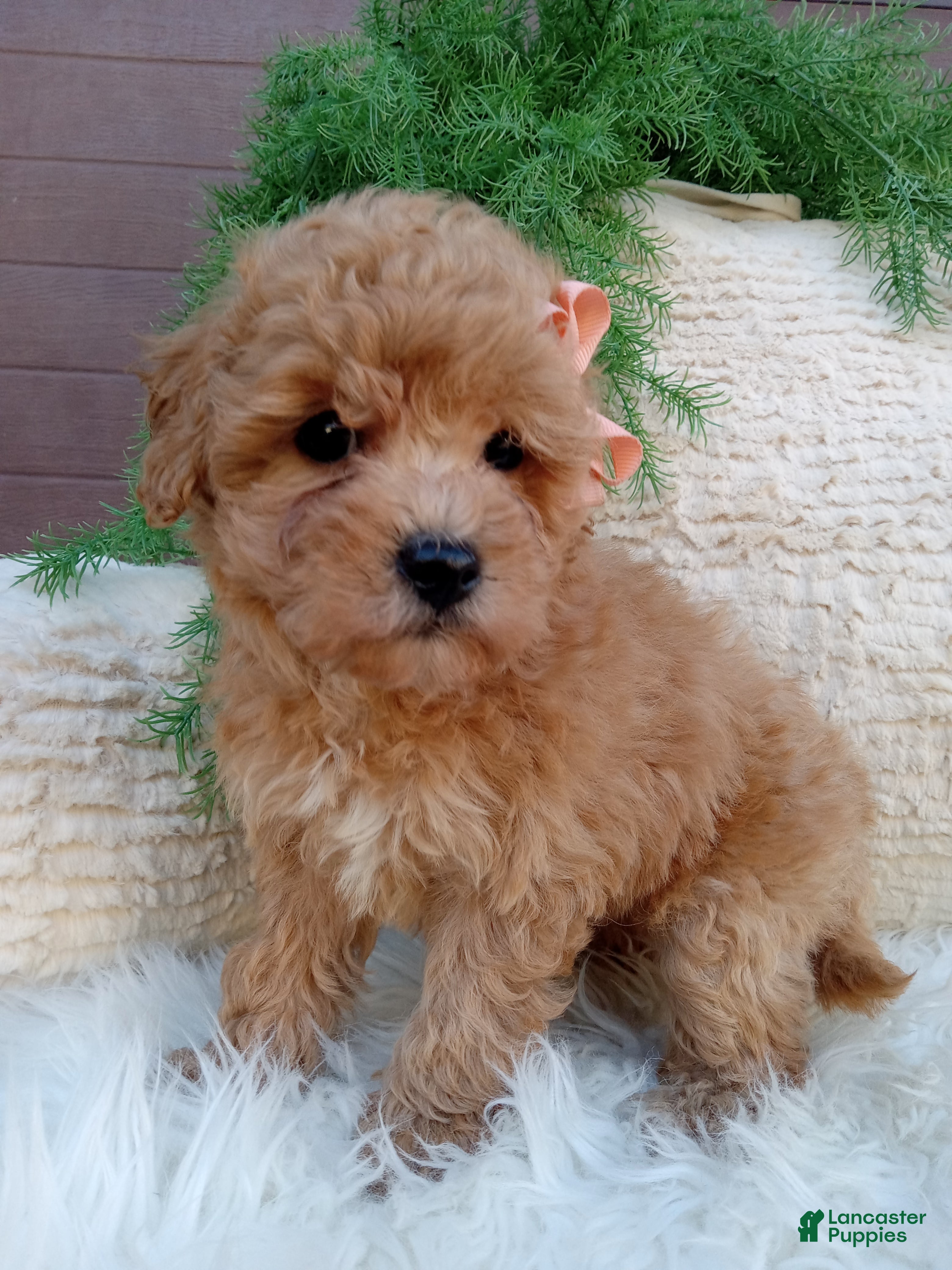 Ivy (Poochon, Female) in Sugarcreek, OH