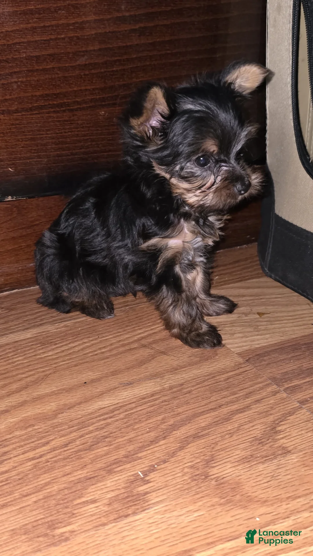 Yorkshire Terrier dogs for sale: Mini Yorkshire Terrier 1 - Ad 2