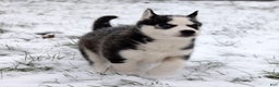 Siberian Husky dogs for sale: Flicka - Ad 5