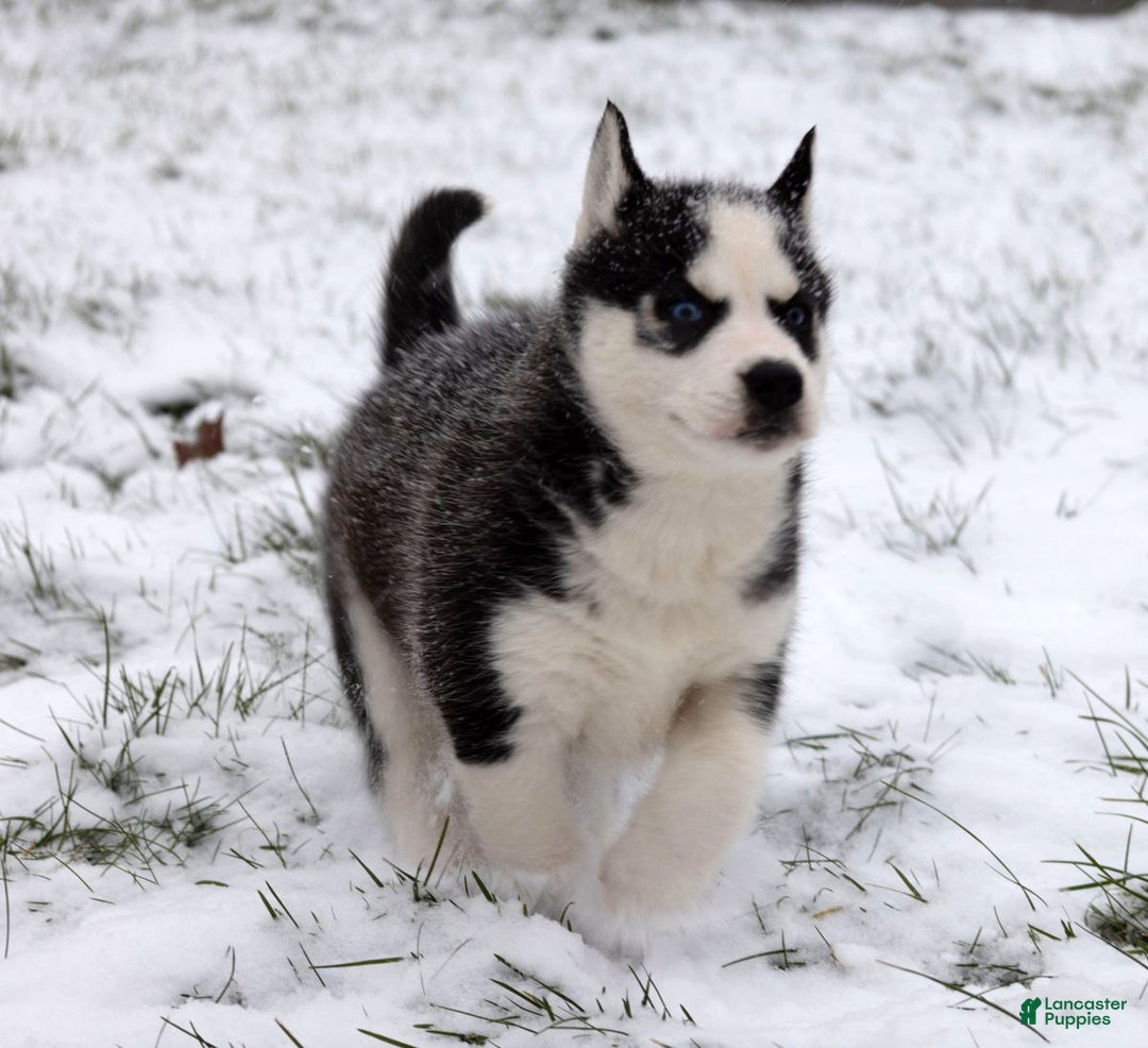 Siberian Husky dogs for sale: Flicka - Ad 5
