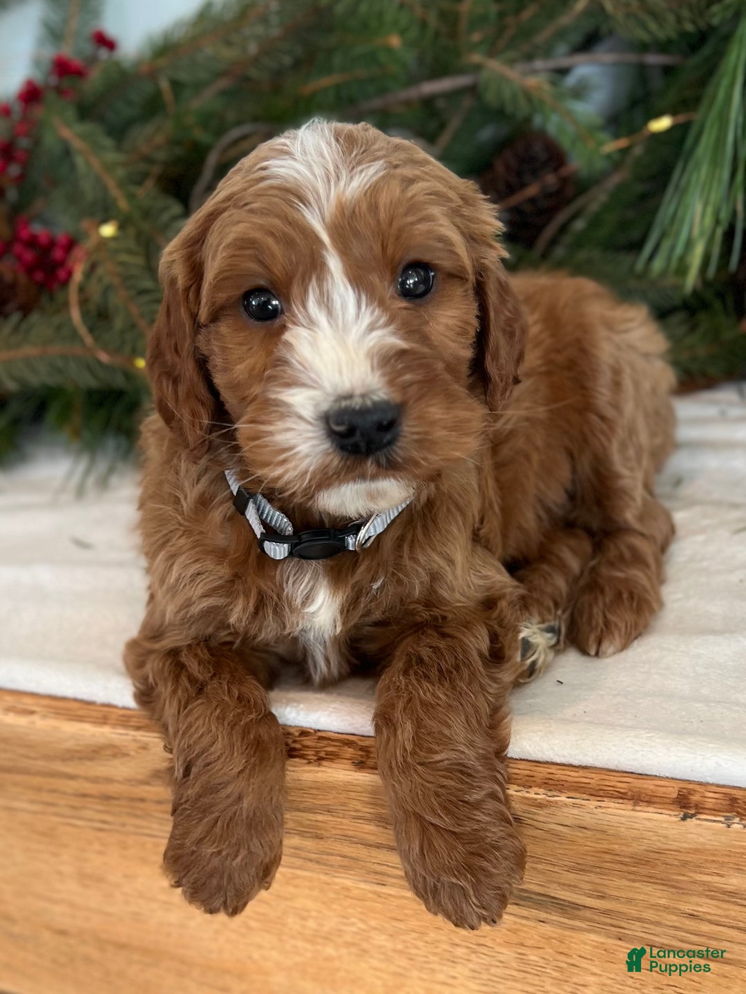 Irish Doodle dogs for sale: Asher - Ad 3