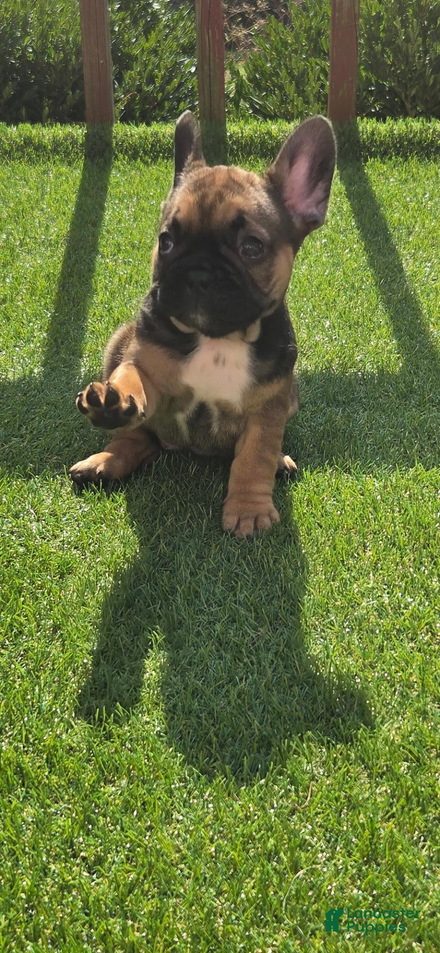 French Bulldog dogs for sale: Cinnamon  - Ad 14