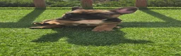 French Bulldog dogs for sale: Cinnamon  - Ad 1