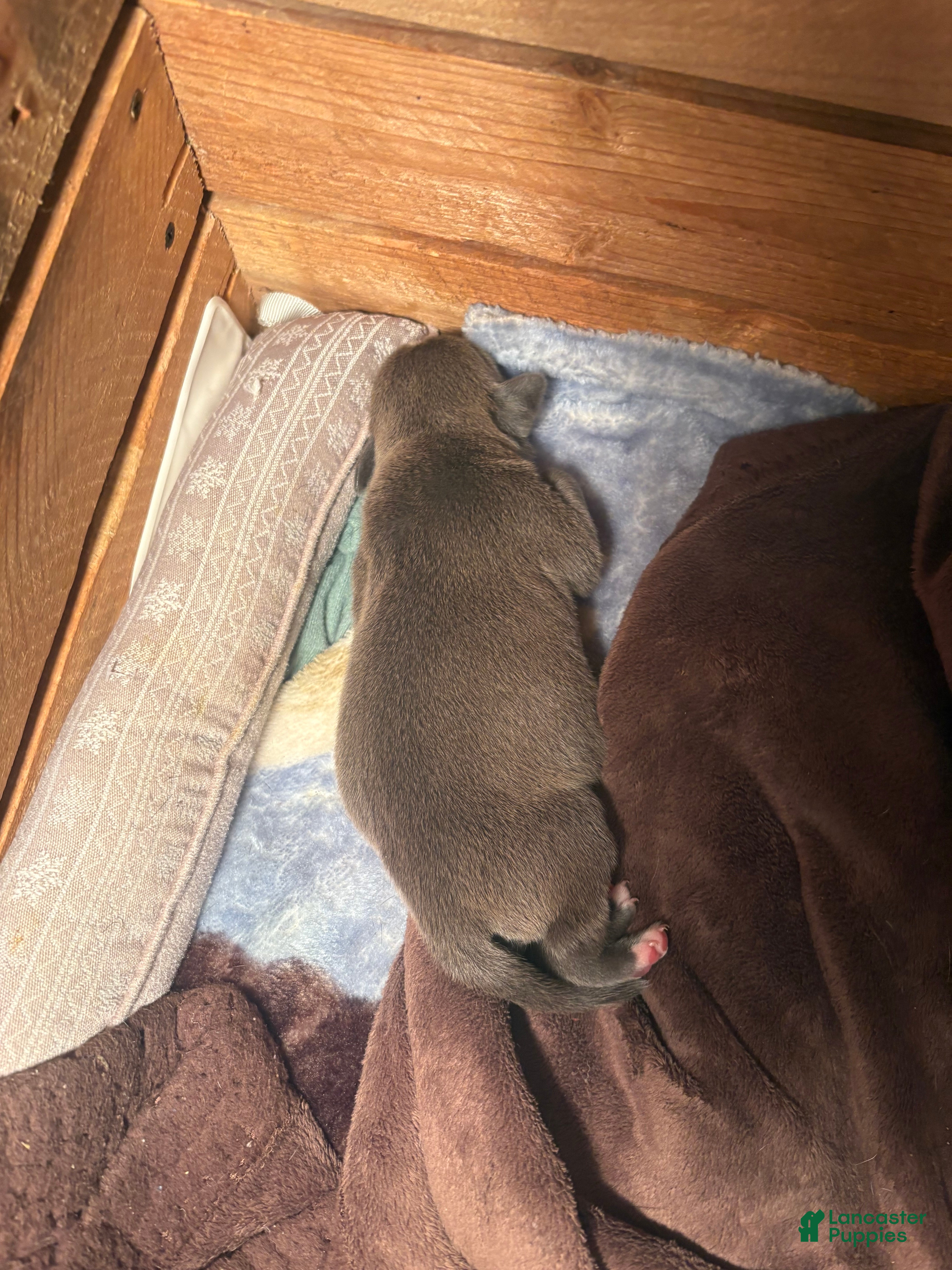 American Bully dogs American Bully Puppy 1 - Ad 4