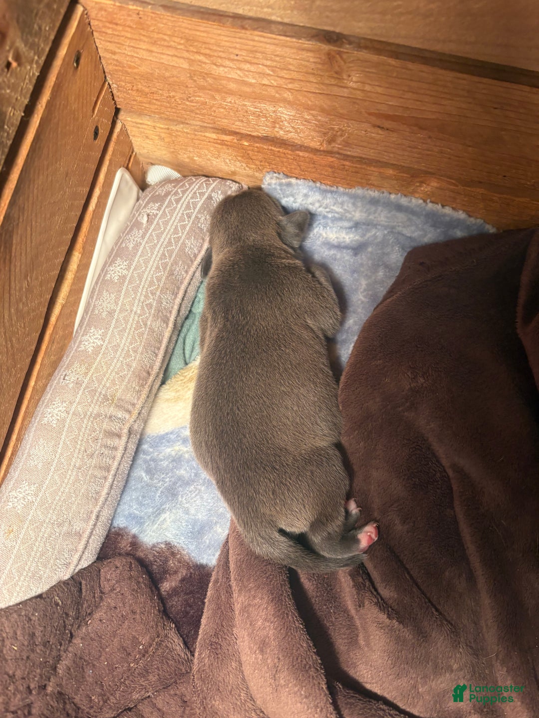 American Bully dogs for sale: American Bully Puppy 1 - Ad 1