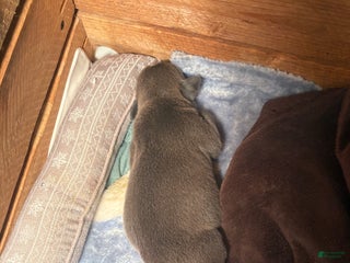 American Bully dogs American Bully Puppy 1 - Ad 4