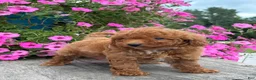 Mini Goldendoodle dogs for sale: Roman - Ad 3
