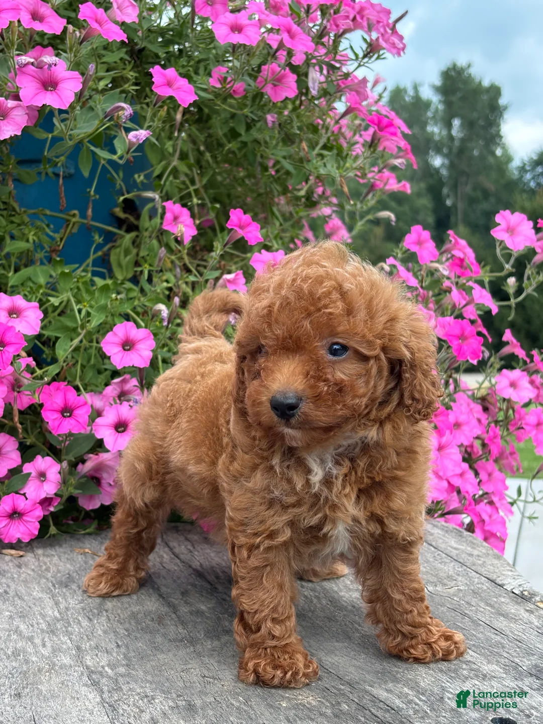 Mini Goldendoodle dogs for sale: Roman - Ad 3