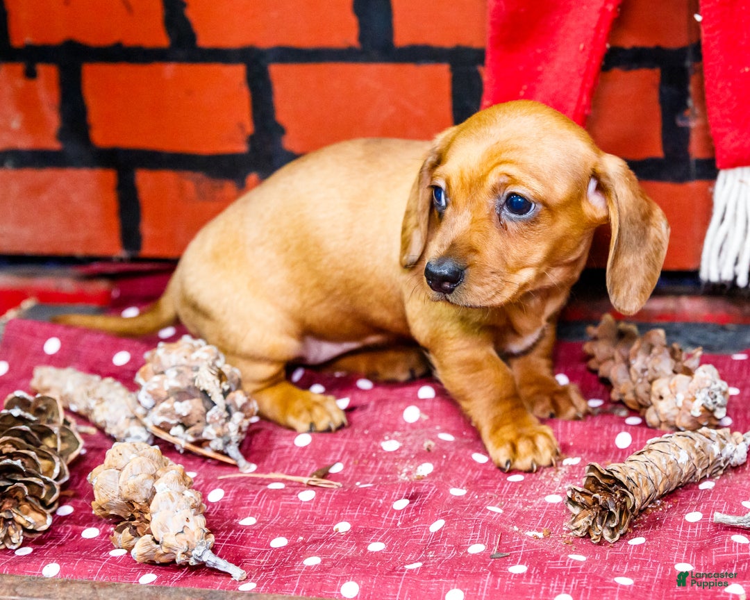 Miniature Dachshund dogs for sale: Ursala - Ad 4