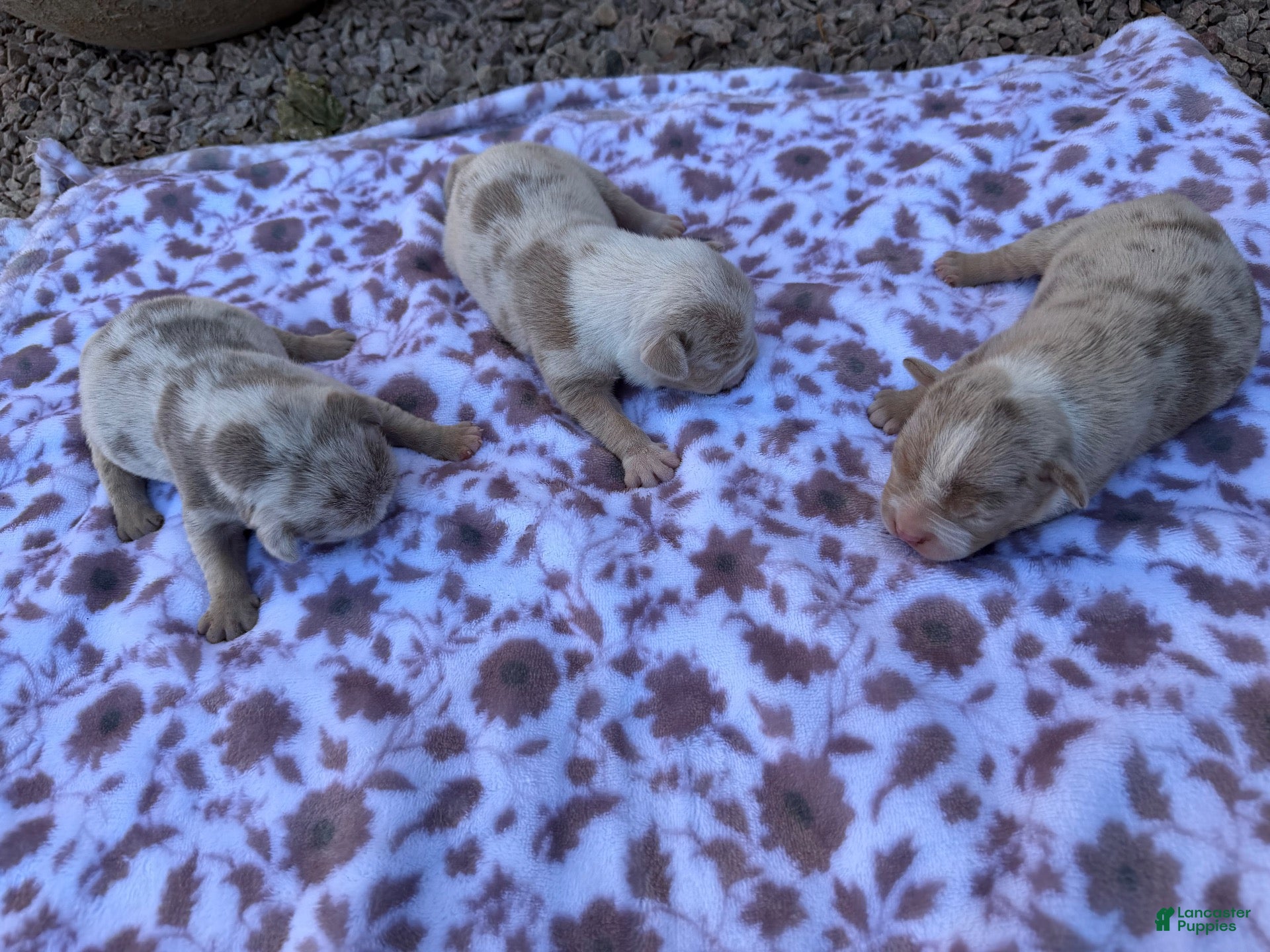 Mixed Breed dogs Marmol color 3 - Ad 36