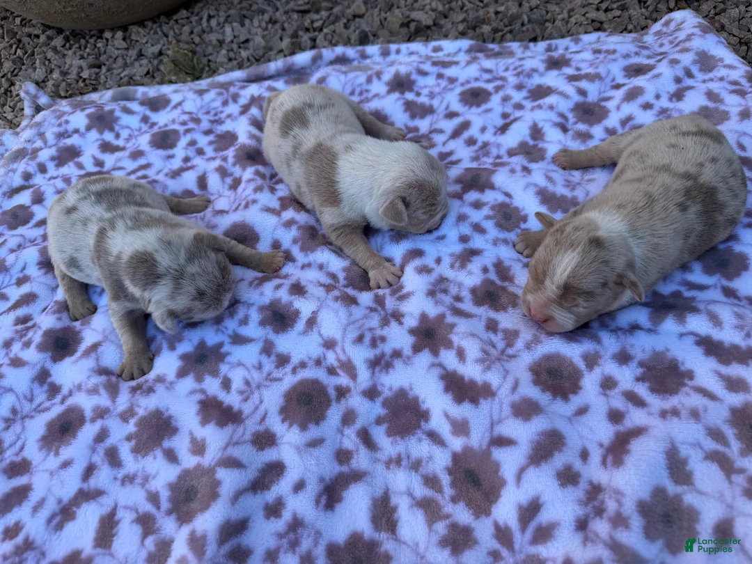 Mixed Breed dogs for sale: Marmol color 3 - Ad 1
